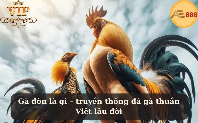 Gà đòn là gì – truyền thống đá gà thuần Việt lâu đời