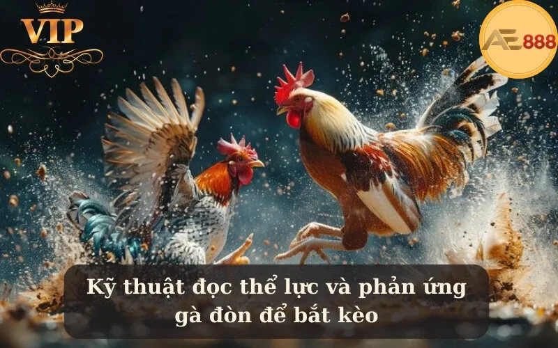 Kỹ thuật đọc thể lực và phản ứng gà đòn để bắt kèo