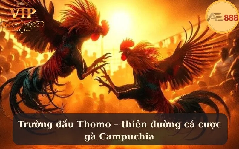 Trường đấu Thomo – thiên đường cá cược gà Campuchia
